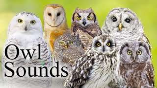 The Best Owl Sounds🦉 Different Types of North American Owls and Their Sounds🎶 [upl. by Nomrej]