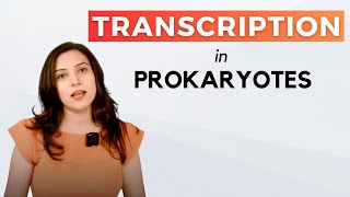 Transcription In Prokaryotes  In detail [upl. by Aggappera286]