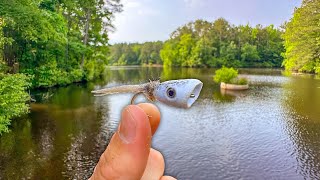 Fly Fishing for Bass with Topwater Poppers  Tons of Action [upl. by Roselin225]