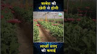 Transvaal Daisy Farming । Gerbera cultivation [upl. by Minsk]