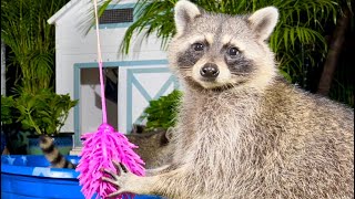 A Family of Wild Raccoons Eating Froot Loop in My Backyard [upl. by Nnahtebazile]