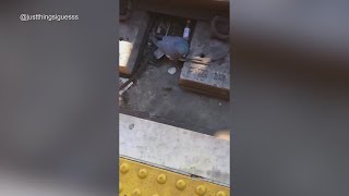 TRENDING Pigeon Pushes Friend in Front of Train [upl. by Eremihc]