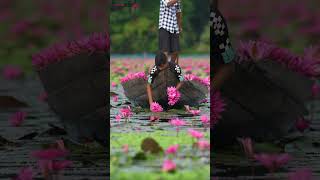 Collecting Water Lilies WaterLilies Beauty Reflection Floral Peaceful Garden Blossom drone [upl. by Anatlus]