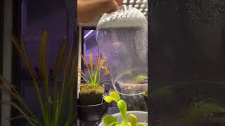 What happens when a fungus gnats comes into my house drosera carnivorousplants plantlovers [upl. by Nosnevets]