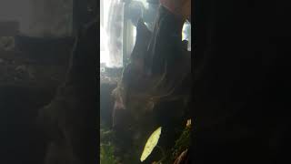 detritus worms found in every fish tank [upl. by Yecnay]