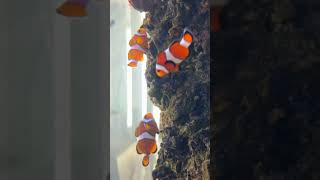 The World of Clownfish Beyond Finding Nemo [upl. by Ezequiel]