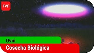 Cosecha biológica  Ovni  T2E5 [upl. by Hakilam]