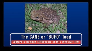 Cane Toads  Capture and Humane Euthanasia of this Invasive Pest [upl. by Allyce]