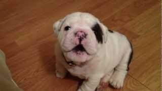 Bentley the Bulldog Puppy is fussy [upl. by Donella]