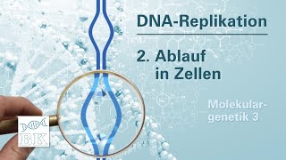 Molekulargenetik 3 DNAReplikation – Ablauf in Zellen [upl. by Lief]