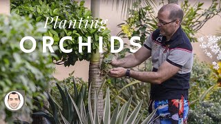 How to Grow Orchids on Palm Trees  Step by Step Tutorial with Beautiful Results [upl. by Abil]