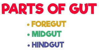 Parts of Gut  Foregut  Midgut  Hindgut  Abdomen [upl. by Levy]