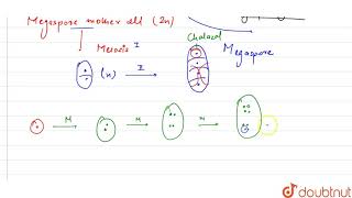 What is the process known in which a megaspore is formed for the megaspore mother cell [upl. by Yenar]