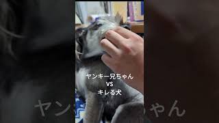 ヤンキー兄ちゃんVSキレる犬 ミニチュアシュナウザー 可愛い キレる犬の対処ヤンキー兄ちゃん [upl. by Eelirak]