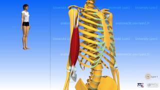 The biceps brachii [upl. by Nodnelg]