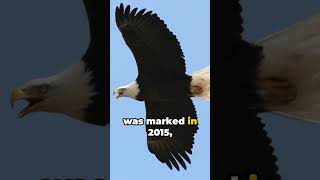 Triumph and Unity The Story of Americas Emblematic Bald Eagle [upl. by Chong]