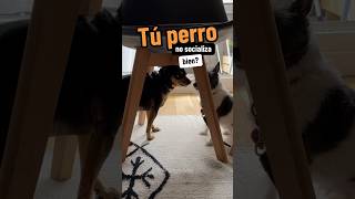 Enséñale a socializar a tu perro ✅🐶 perros consejosparaperros perro cuidadoperros [upl. by Lusa237]