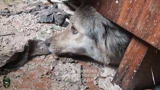 Ukraine GOPRO Video  Ukrainian Soldier During Combat HELPS a DOG [upl. by Fabyola]