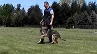 Schutzhund Obedience Training [upl. by Niggem]