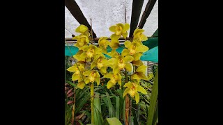 Orchids at my homePart 2 [upl. by Stelle]