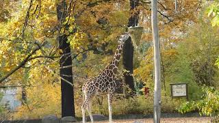 Zoologischer Garten Berlin [upl. by Pietra943]