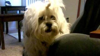 Crazy Lhasa Apso [upl. by Einial]