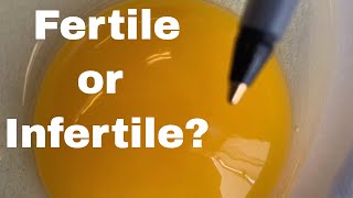 How To Tell If An Egg is Fertile Or Infertile [upl. by Sclar211]