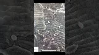 Metal Fatigue Striations at High Magnification  Scanning Electron Microscope fatigue aluminium [upl. by Aerdnaxela]