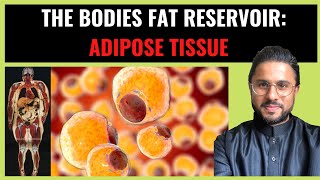 Science of Obesity  Adipose Tissue The Bodies Fat Reservoir Pt I [upl. by Alma]