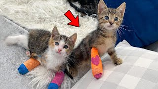 Kickers Comeback A Felines Inspiring Journey to Recovery 🐱❤️ Pets Town [upl. by Ellenet]