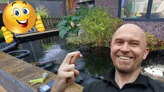 Im A Happy Koi Keeper Again Huge Improvements [upl. by Edyth]