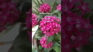 Pentas plant care plants pentas flowers plantpropagation garden plantgrowth gardening [upl. by Georgena]