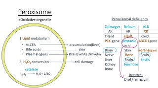 Peroxisome Zellweger syndrome Refsum disease Xlinked adrenoleukodystrophy pathology【USMLE】 [upl. by Nemzzaj936]