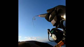 FALSE ALBACORE CampR fishing shorejigging fish spinning adventure explore cnr [upl. by Akiaki]