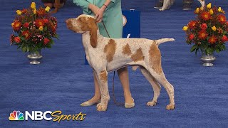 National Dog Show 2022 Sporting Group Full Judging  NBC Sports [upl. by Ahkeber]