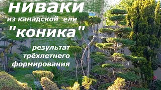 Ниваки из ели quotКОНИКАquot результат трёхлетнего формирования [upl. by Yates79]