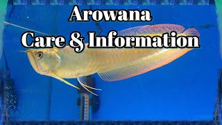 Arowana Care and Information [upl. by Averill144]