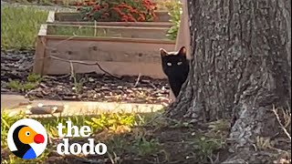 Interior Design Couple Builds Stray Cat A Winter Home  The Dodo [upl. by Maitilde]