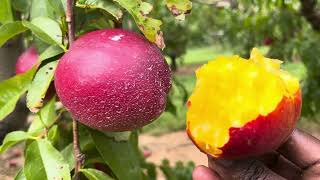 Eating Nectarines in the Farm [upl. by Aram]