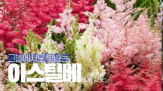 EP8 식물 역사 이야기 그늘에서도 빛나는 아스틸베Astilbe 반그늘 정원의 컬러감 그 화려함의 숨겨진 비밀이야기들 [upl. by Sitto891]