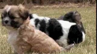 Dogs 101 Lhasa Apso [upl. by Glaudia561]