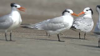 Sanderling Busily Avoids Royal Terns [upl. by Riamu]