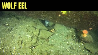 A Shy Wolf Eel  Salish Sea Marine Wildlife [upl. by Benita]