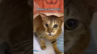 Rescued and Renewed  Miraculous Cat Recovery cat catlover vet vetlife cute pets [upl. by Ateekahs]