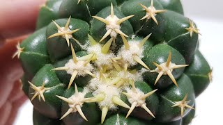 Coryphantha elephantidens cv Titan [upl. by Trovillion759]