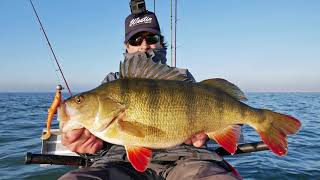 Casting for BIG MONSTER Perch at the Dutch Haringvliet lake with the BullTeez from WestinFishing [upl. by Burd]