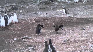 Adelie Penguin vs Skua in Antarctica [upl. by Renita904]