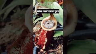 Pitcher Plant Eating Mouse plants shorts [upl. by Zerlina]