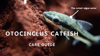 OTOCINCLUS CATFISH FULL GUIDE  SMALLEST ALGAE EATER [upl. by Tiffani]