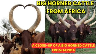 A closeup of a big horned cattle from Africa [upl. by Bonnell]